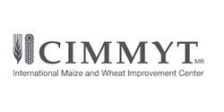 cimmyt